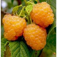 Саженец Малина Желтый Гигант (Малиновое дерево)